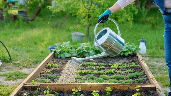 Arroser son potager et ses légumes